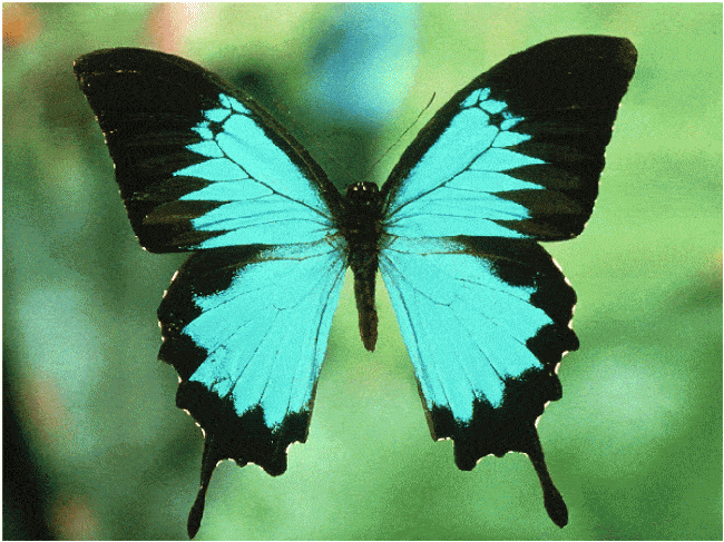 Leptir (Glasnik spiritualnih svetova)