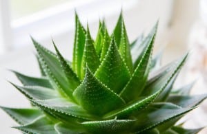 aloe-vera-biljka