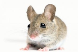 mis-ptica-peva-1329724822-126454