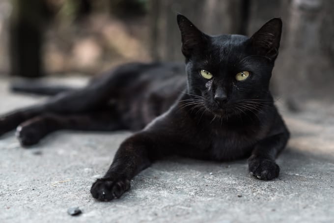 Crna mačka – najpopularnija sujeverja