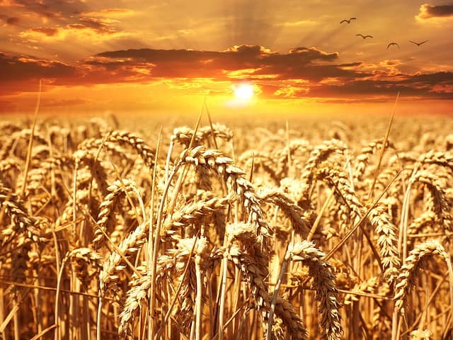Gatanje sa kartama i zrnom pšenice za letnji solsticij