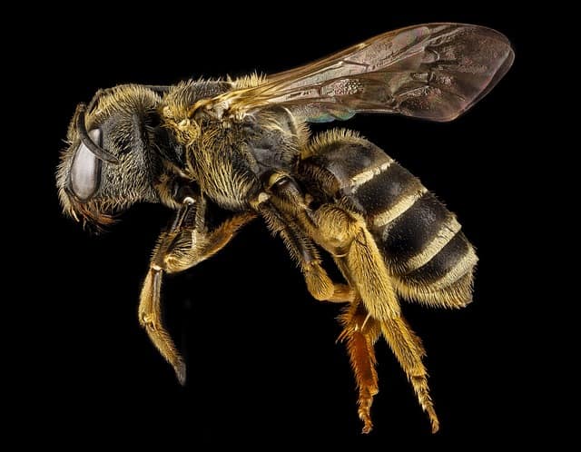 Gatanje iz taloga kafe – simbol pčela