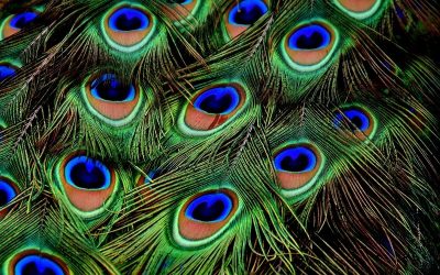 Feng Shui – Vastu: Paunovo pero za zaštitu i uklanjanje negativnosti