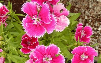 Kakvu poruku nam nose crveni karanfili u snu