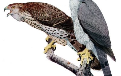 Gatanje iz taloga kafe – simbol jastreb