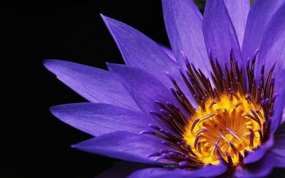 Magija ljubičaste boje