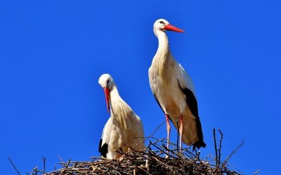 Gatanje iz taloga kafe – simbol rode