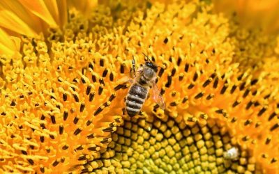 Snovi o pčelama – predznak blagoslova ili teškoća?