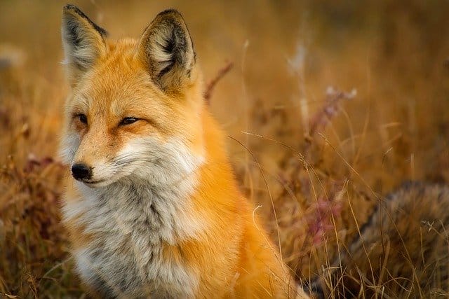 Lisica – značenje u snu