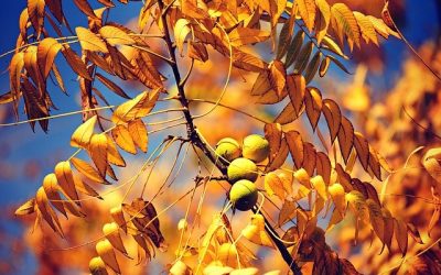 Gatanje iz taloga kafe – simbol orahovo drvo