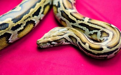 Gatanje iz taloga kafe – simbol zmije