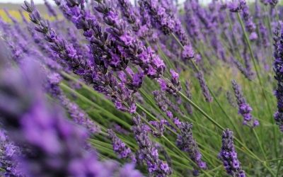 Magijski ritual sa lavandom za finansijski prosperitet