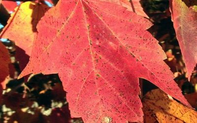 Keltski horoskop – peti deo