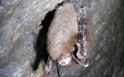 Simbolika šišmiša u snu