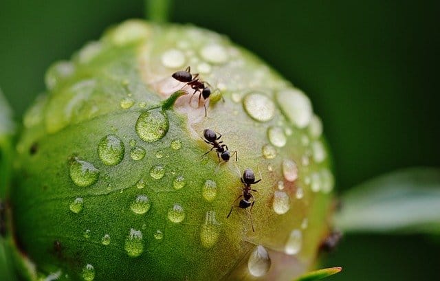 Narodna verovanja o mravima