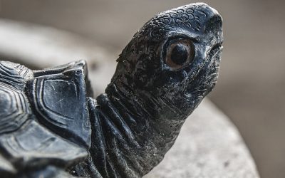 Feng Shui i Vastu Shastra: Figura kornjače