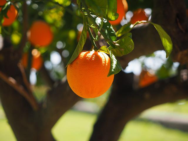 Snovi o pomorandži – tumačenje