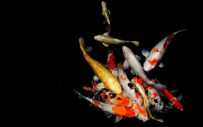 Značenje ribnjaka u snu