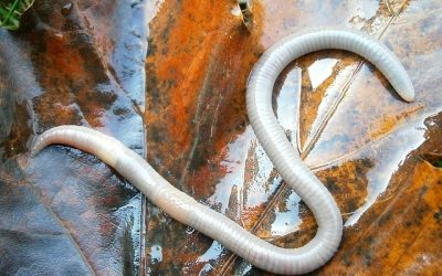 Značenje snova o crvima